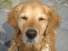 Gassigehservice Wien - Haushund Golden Retriever