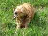 Hundebetreuung Archiv - Golden Retriever Dogs