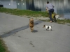 Hundeaufpasser Wien - Dogwalker Wien
