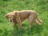 Golden Retriever - Hundebetreuer Wien