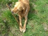 Haushund Golden Retriever - Hunde Ausführdienst