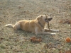 Familienhunde Betreuung Stieglecker - Golden Retriever Hunderasse