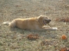 Haushunde Service Stieglecker - Apportierhund Golden Retriever