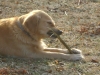 Familienhunde Betreuungsservice Stieglecker - Apportierhund Golden Retriever