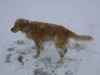 Hundeaufpasser Wien Stieglecker - Golden Retriever Hunderasse