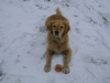 Gassigeher Wien Stieglecker - Outdoor Hundeservice - Golden Retriever