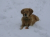 Golden Retriever - Hunde Tagessitter Stieglecker