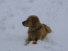 Hunderasse Golden Retriever - Dogsitterdienst Stieglecker