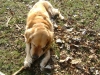 Hundeaufpasser Stieglecker - Retriever Dog