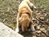 Haushunde Betreuung Stieglecker - Britische Hunderasse Golden Retriever