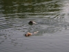 zwei schwimmende Hunde - Gassidienst Stieglecker