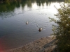 Terrier im Wasser - Sitterdienst Stieglecker