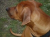 Rhodesian Ridgeback - Der Rhodesian Ridgeback dieser temperamentvolle Hund zählt mit einer Schulterhöhe von bis zu siebzig Zentimetern und einem Gewicht von maximal 37 Kilogramm zu den großen Hunderassen.