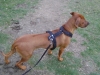 Rhodesian Ridgeback - Der hellrot bis rotweizen gefärbte Hund mit dem charakteristischen Ridge, der zwei sich gegenüberliegende Wirbel (Crowns) haben muss, zeichnet sich durch einen eleganten, harmonischen und muskulösen Körperbau aus.