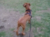 Rhodesian Ridgeback - Der Rhodesian Ridgeback ist ausdauernd und schnell, aber von gelassenem Temperament.