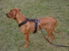 Rhodesian Ridgeback - Bekannt ist der Rhodesian Ridgeback für sein durchsetzungsstarkes und äußerst eigenwilliges Verhalten, so dass eine konsequente und hundefreundliche Erziehung erforderlich ist.