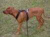 Rhodesian Ridgeback - Sein zuchtbedingt starker Beschützerinstinkt macht ihn zu einem hochtalentierten Wachhund.