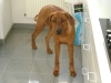 Ridgeback - Dog & Walk Stieglecker Hundeservice Wien