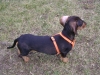 Dog Breed - Dachshund Dog - to walk the dog Stieglecker Vienna Austria