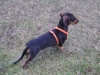 Breed - Dachshund - to take a dog for walkies Stieglecker Vienna Austria