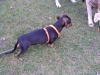 Dachshund Body - Teckel Dog Body - supportive Dog care Stieglecker Vienna Austria