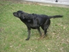 Attentive Dog - Attentive Labrador - Domestic Dog Holiday Sitter Stieglecker Vienna Austria