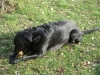 Black Dog - Black Labrador - Breed Dogs Walking Services Stieglecker Vienna Austria
