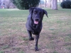 Standing Black Dog - Standing Black Labrador Retriever - Dogs Daywalker Company Stieglecker Vienna Austria