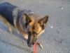 Vienna Dog Lovers - German Shepherd Dog - Austrian Dog Carers Stieglecker Vienna