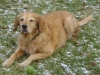 Apportierhund - Golden Retriever - Genehmigte Hundebetreuung Stieglecker Wien Österreich