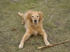 Familien Hund - Golden Retriever - Dogwalkers Wien Stieglecker Österreich