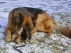 German Shepherd Dog - Blowing Dogs - Animal welfare dog care Stieglecker Vienna Austria