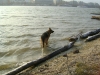  Rassehund - Schäferhund - Persönlicher Dog Walker Stieglecker Wien Österreich