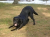 Retriever - Black Labrador - Dog Walking Commercial Stieglecker Vienna Austria