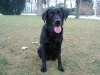 Dogs love us - Labrador Retrievers love us - Wiener Hundebetreuung Stieglecker Austria