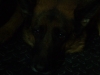 Canidae Night Photos - Night Photo German Shepherd - Dog Watcher Stieglecker Vienna Austria