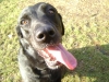 Close up of dog - close up of Labrador dog - dogs walking service Stieglecker Vienna Austria