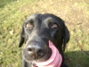 Dog Feeding - Labrador Feeding - Dog Feeding Service Stieglecker Vienna Austria