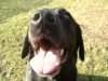 Supervised Dog - Supervised Labrador Retriever - Dog Carer Sitters Walkers Stieglecker Vienna Austria 