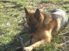 Working Dog - German Purebred Dog - Commercial go Gassi Service Stieglecker Vienna Austria