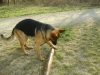 Dogs betreut in Wien - Dogwalking und Dogsitting in Wien