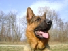 German Shepherd - Betreuter Hund