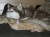 Hundebetreuungwien - Kätzchen Sam und Husky Maruk