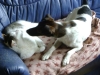 Dog and Cat Sitter Stieglecker - Hauskatze und Haushund