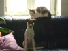 Hundebetreuung und Katzenbetreuung Stieglecker - Europäisch Kurzhaar Katze & Parson Russell Terrier