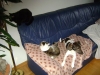 Haustierbetreuung Stieglecker - Haushund & Hauskatze