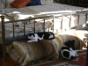 Mobile Betreuung Stieglecker - Dogs & Cats