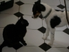 Hundebetreuungwien - Hauskatze Amelia/ Terrier Max
