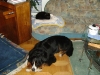 Hundebetreuungwien - Kätzin Amelia und Berner Sennenhund Bruno