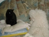 Hundebetreuungwien - Hauskatze Amelia und Grosspudel Moritz mustern sich